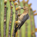 Gila Woodpecker - Photo (c) MarvalPhotography19, some rights reserved (CC BY-NC-ND), uploaded by MarvalPhotography19