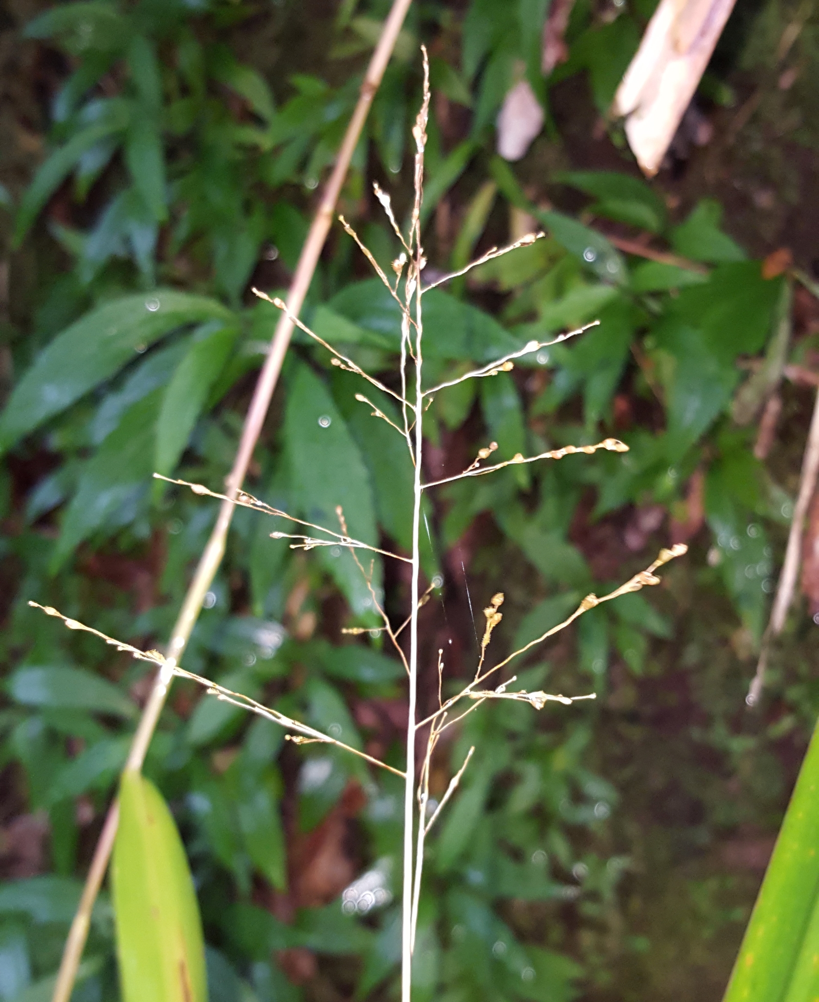 (c) François Rousseu, certains droits réservés (CC BY-NC) https://www.inaturalist.org/observations/152586345