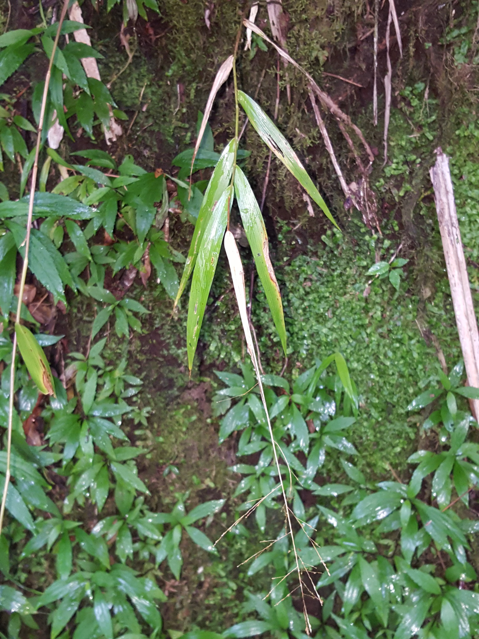 (c) François Rousseu, certains droits réservés (CC BY-NC) https://www.inaturalist.org/observations/152586345
