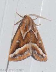 Caripeta angustiorata