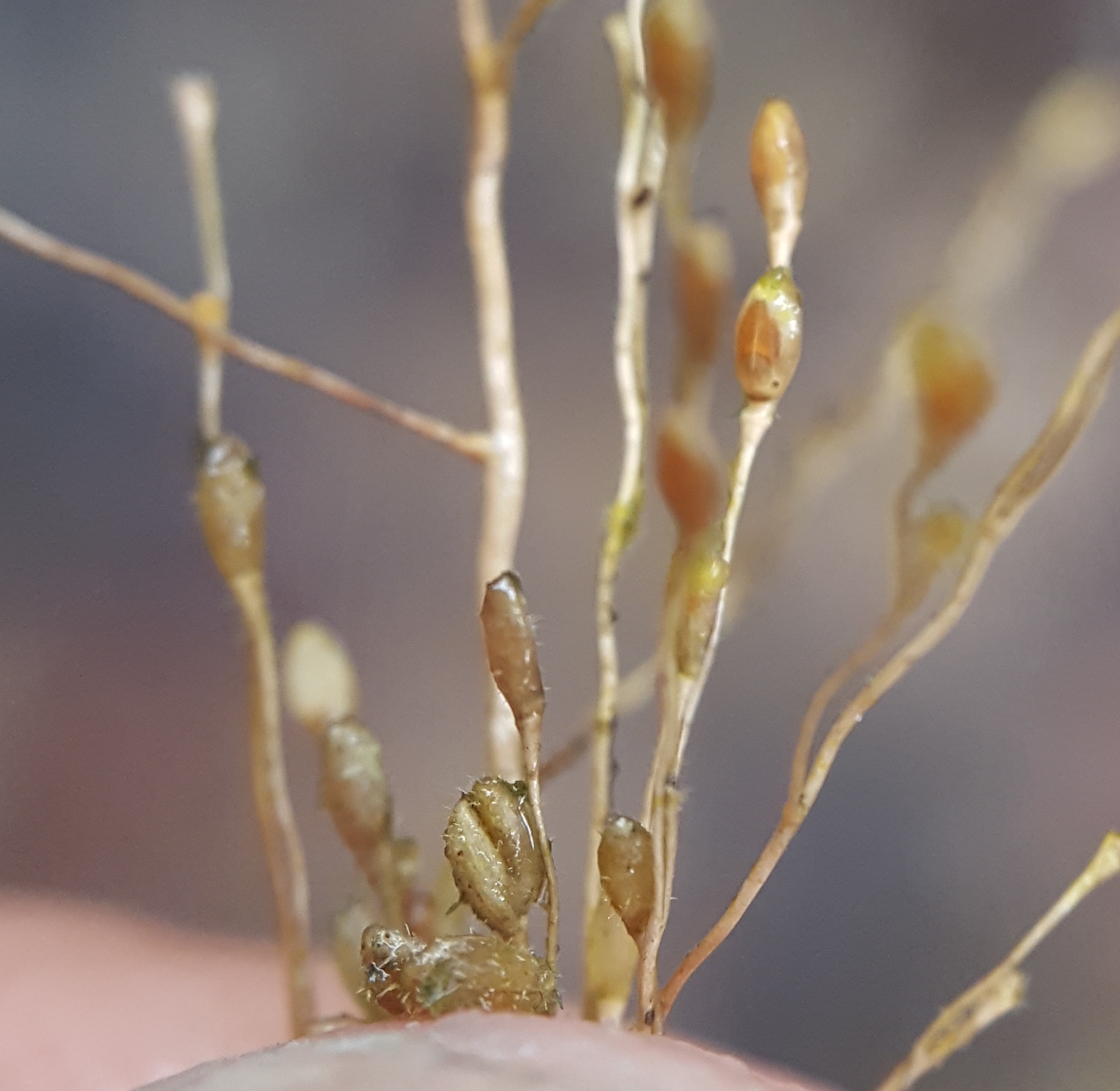 (c) François Rousseu, certains droits réservés (CC BY-NC) https://www.inaturalist.org/observations/152586345