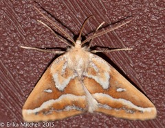 Caripeta angustiorata