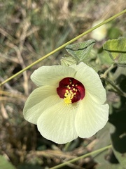 Pavonia senegalensis image