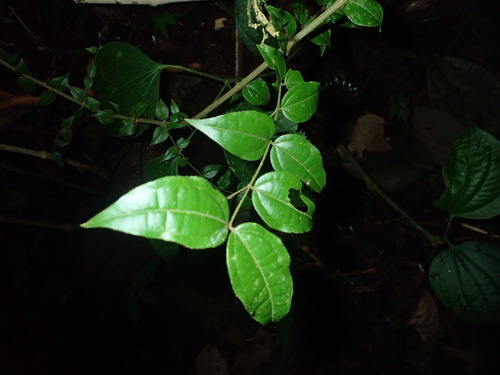 Devil Doer (Strychnos toxifera)