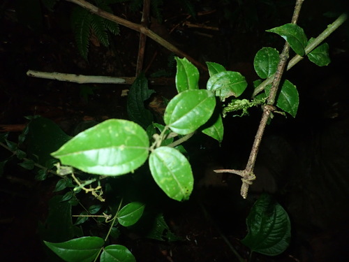 Image of Strychnos toxifera by (c) Lena Struwe, some rights reserved (CC BY-SA)
