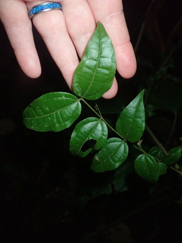 Image of Strychnos toxifera by (c) Lena Struwe, some rights reserved (CC BY-SA)