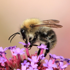 Bombus pascuorum