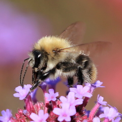 Bombus pascuorum