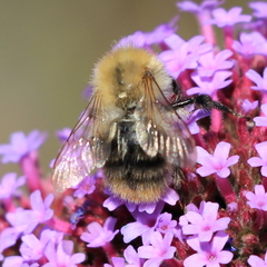 Bombus pascuorum