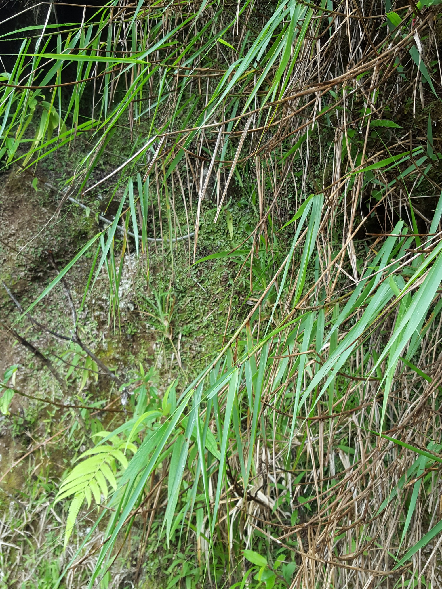 (c) François Rousseu, certains droits réservés (CC BY-NC) https://www.inaturalist.org/observations/152587613