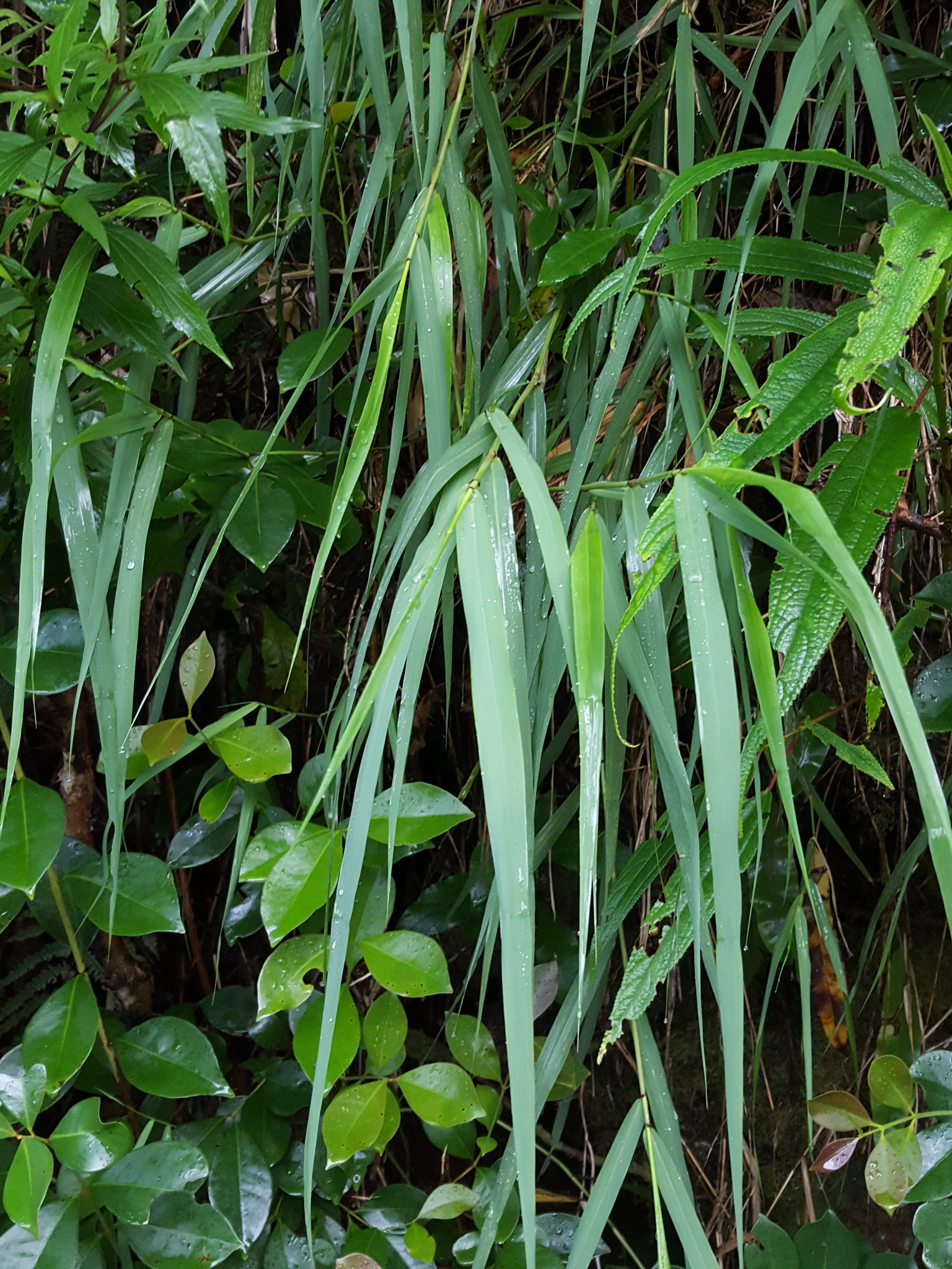 (c) François Rousseu, certains droits réservés (CC BY-NC) https://www.inaturalist.org/observations/152587621