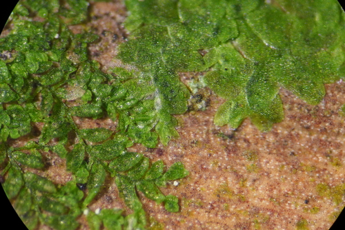 Cololejeunea subcristata