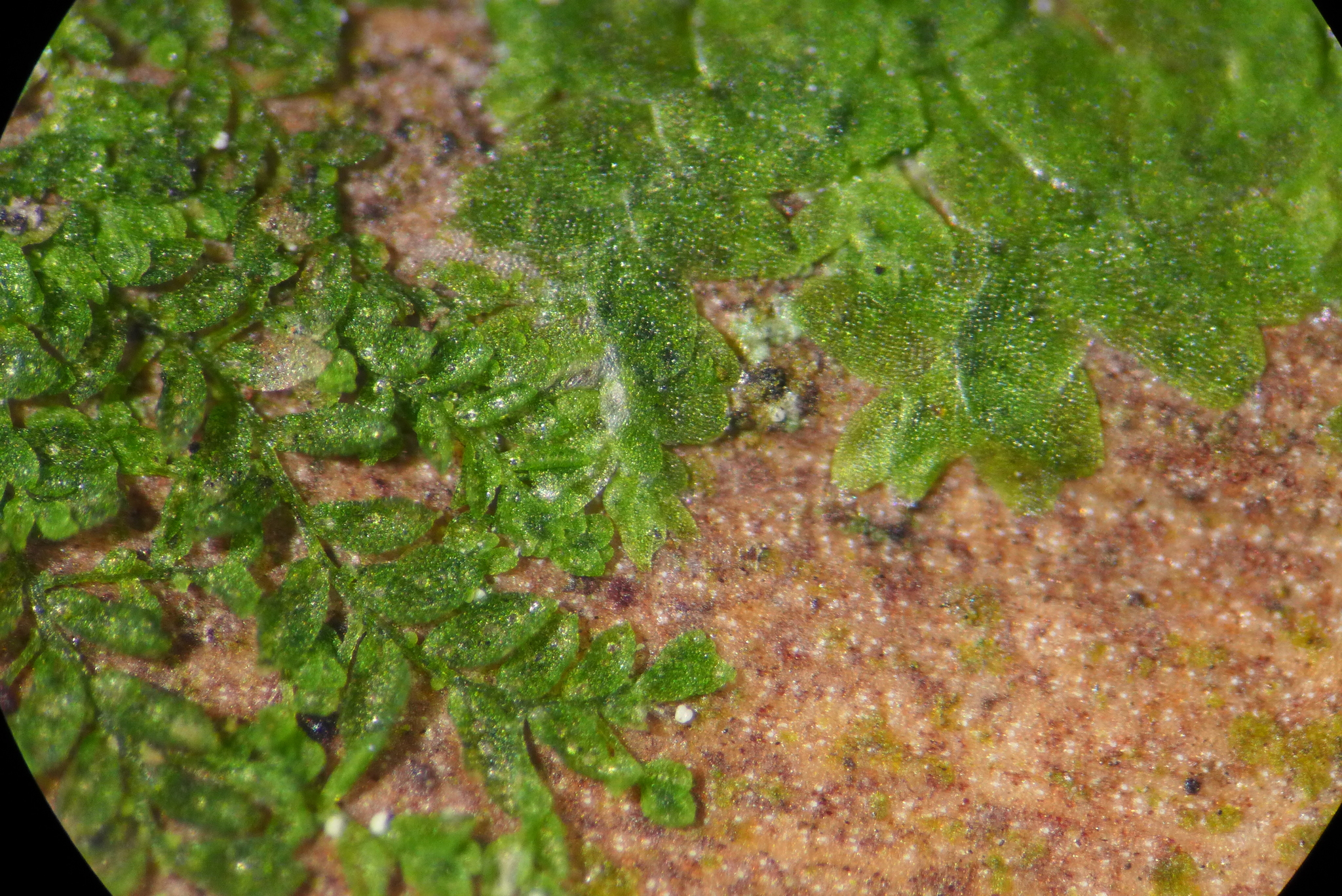 Cololejeunea subcristata