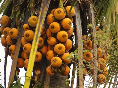 borassus palm