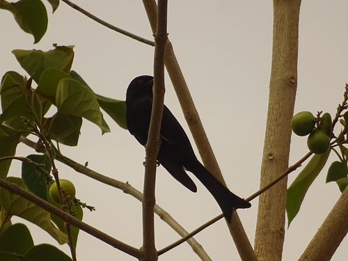 Fork-tailed Drongo