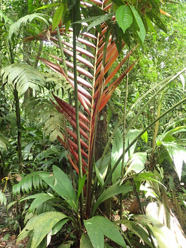 Image of Welfia regia by (c) Lena Struwe, some rights reserved (CC BY-SA)