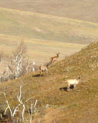 Cervus canadensis sibiricus