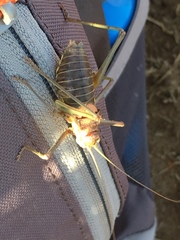 Steropleurus pseudolus