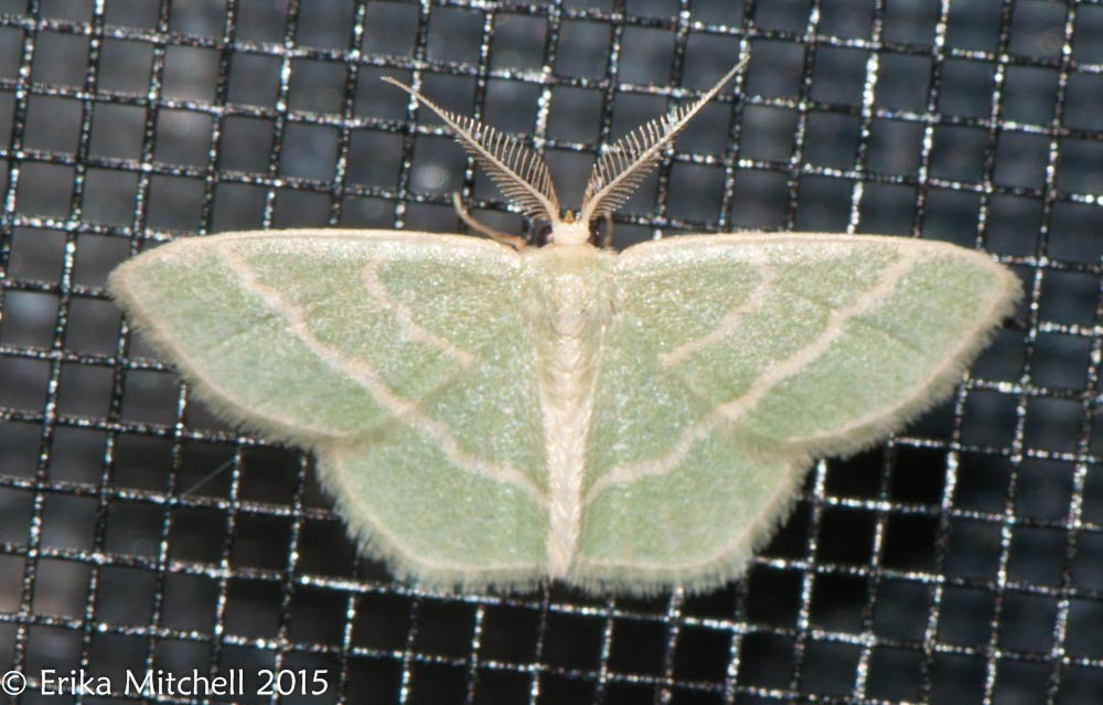 Blackberry Looper Moth Lepidoptera Of Cutler Park Norfolk Co Ma