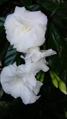 Tabernaemontana divaricata