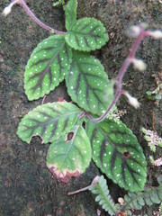 Gloxinia erinoides