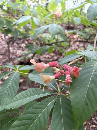 Aesculus × mutabilis, photograph 2