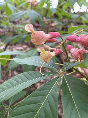 Aesculus × mutabilis, photograph 3