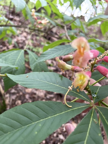 Aesculus × mutabilis, photograph 4