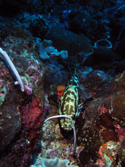 Epinephelus polyphekadion