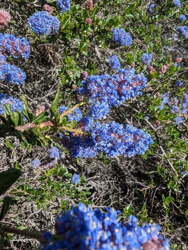 Ceanothus thyrsiflorus