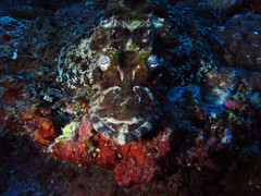 Cymbacephalus beauforti