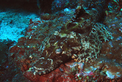 Cymbacephalus beauforti