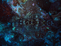 Cymbacephalus beauforti