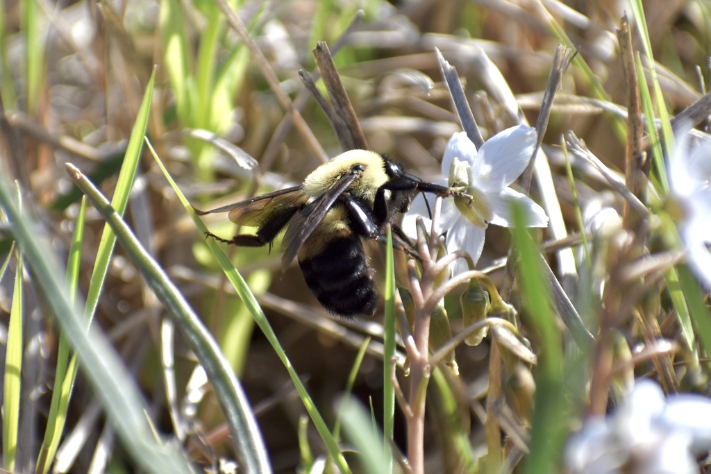 Brownbelted Bumble Bee from Birmingham Ridge Rd, Saltillo, MS, US on