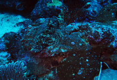 Cymbacephalus beauforti