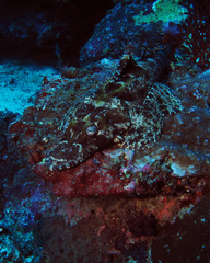 Cymbacephalus beauforti