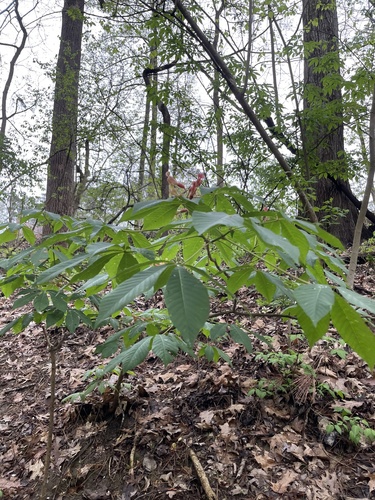 Aesculus × mutabilis, photograph 5