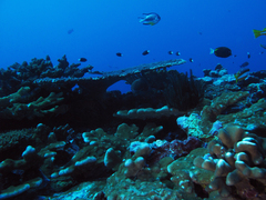 Amblyglyphidodon leucogaster