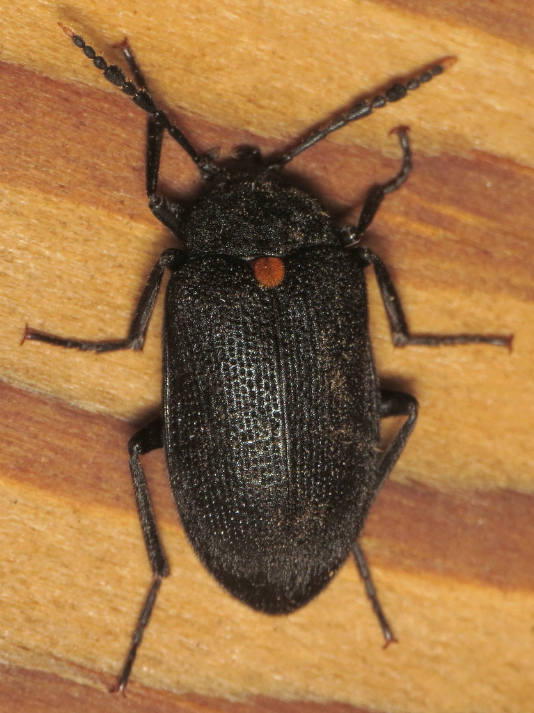 Oblique Polypore Fungus Beetle