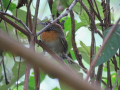 Pheugopedius rutilus