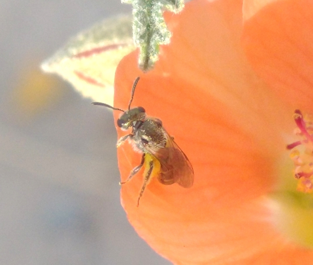 Metallic Sweat Bees In March 2023 By C Sar Osvaldo Ponce Rivas 4 Mm   Large 