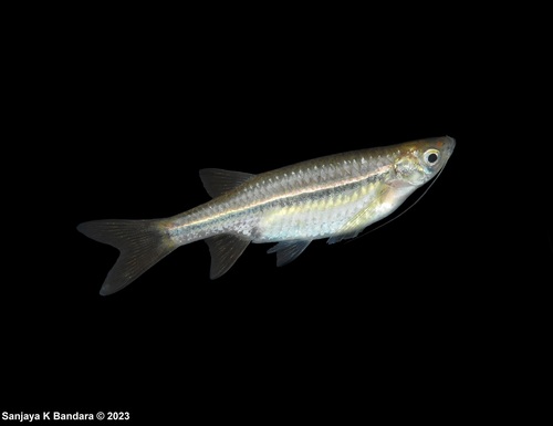 Malabar flying barb (Esomus malabaricus) — Cyprinidae