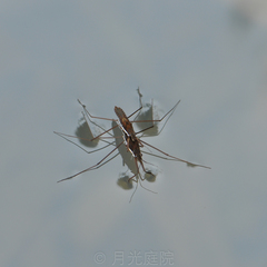 Gerris gracilicornis