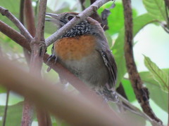 Pheugopedius rutilus