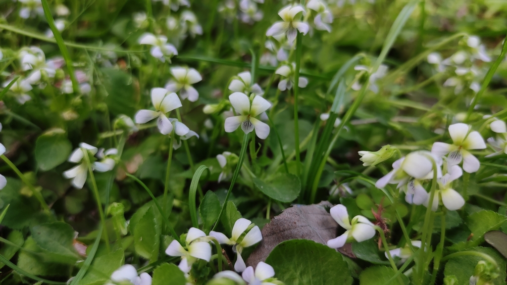 Viola hamiltoniana (Viola hamiltoniana)