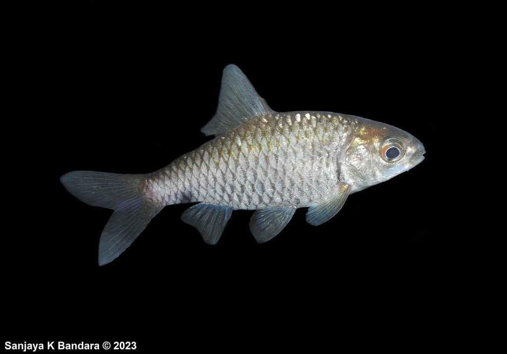 Swamp Barb