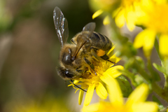 Apis mellifera