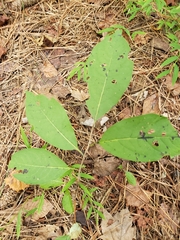 Diospyros virginiana