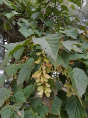 Acer morrisonense