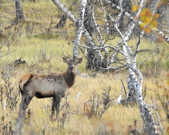 Cervus canadensis sibiricus